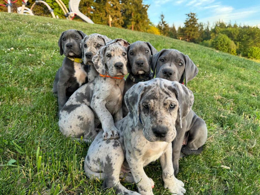 Great Dane Puppies for Sale Near Me