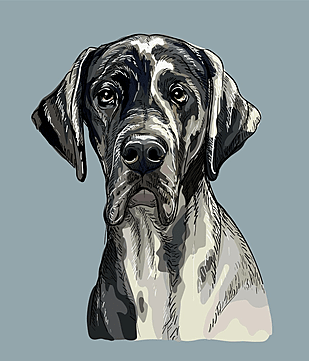 adoptgreatdane.com