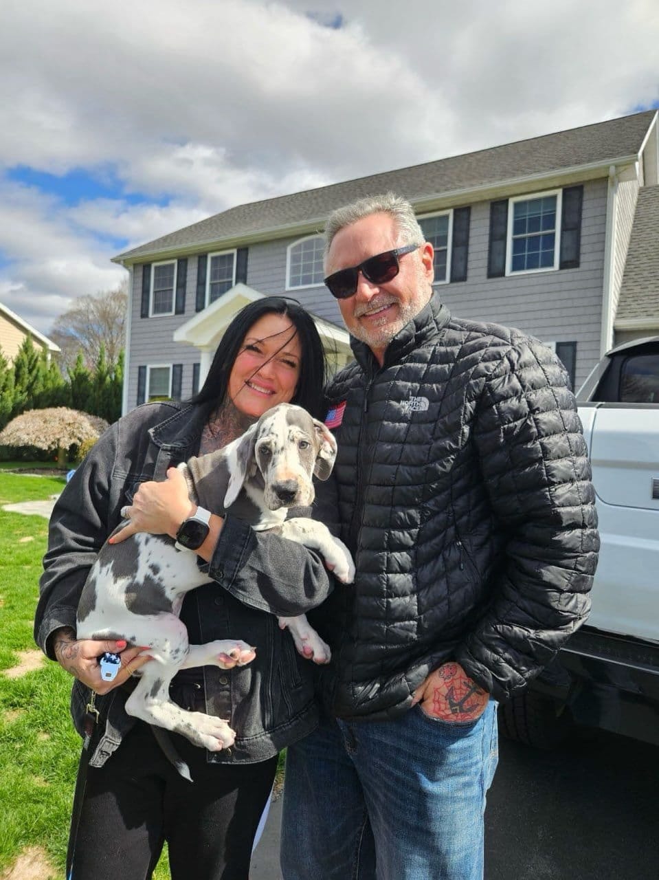 Great Dane puppies