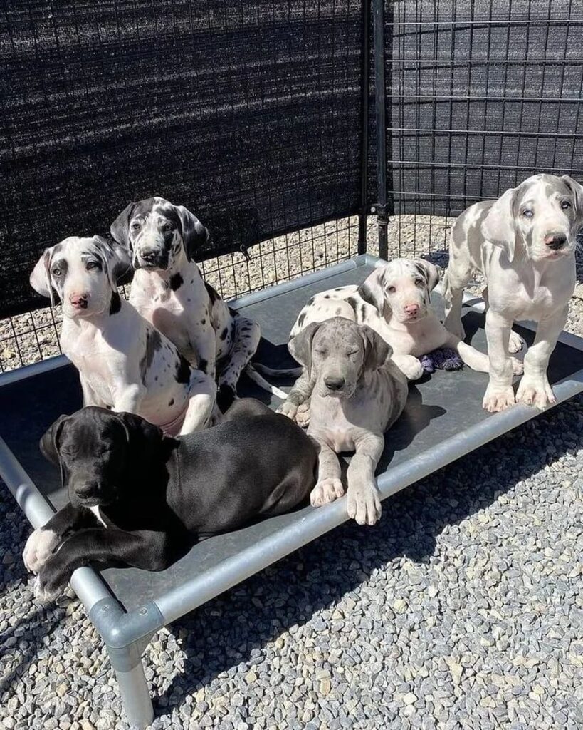 Great Dane puppies for sale