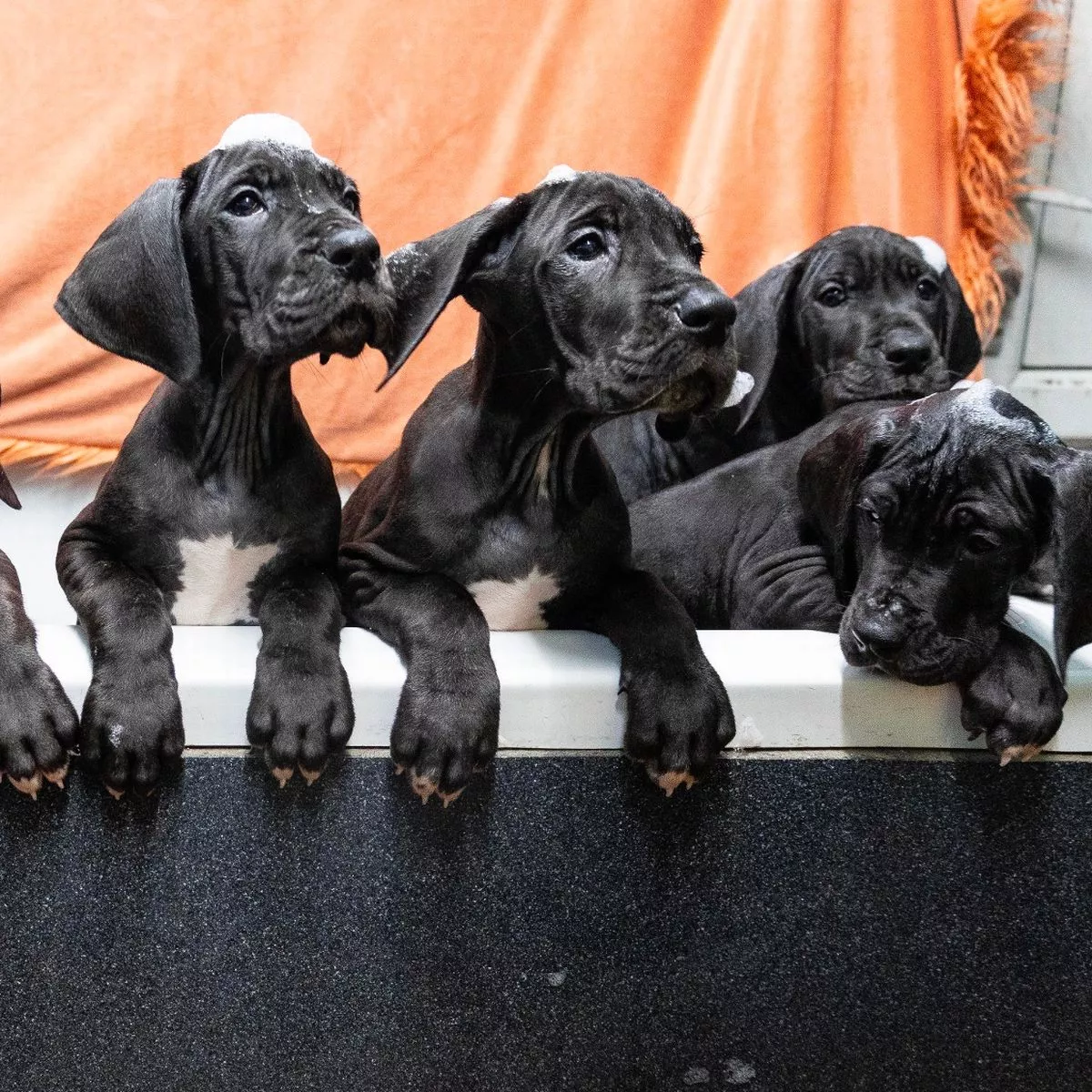 Daniff puppies for sale