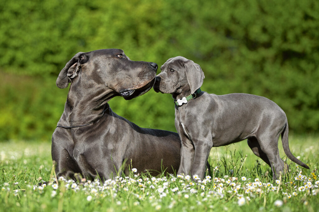 European Great Dane Puppies for Sale