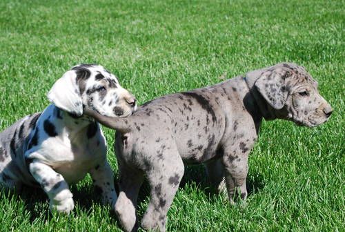 Great Dane Puppies for Sale Near Me