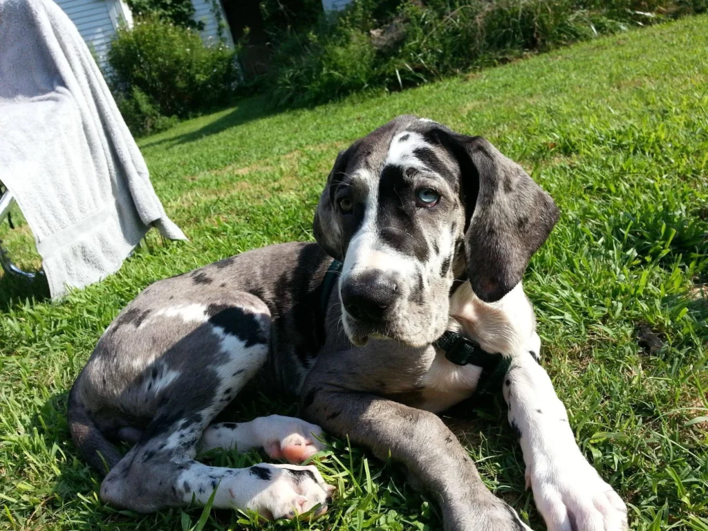 Great Dane Puppies for Sale Near Me