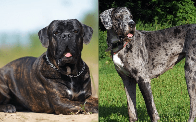 Daniff puppies for sale