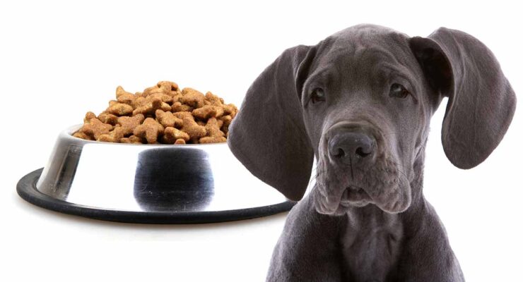 Feeding Great Dane puppies