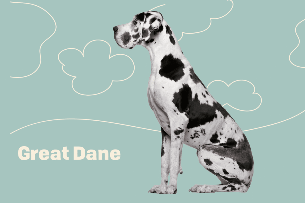 Harlequin Great Dane Puppies for Sale