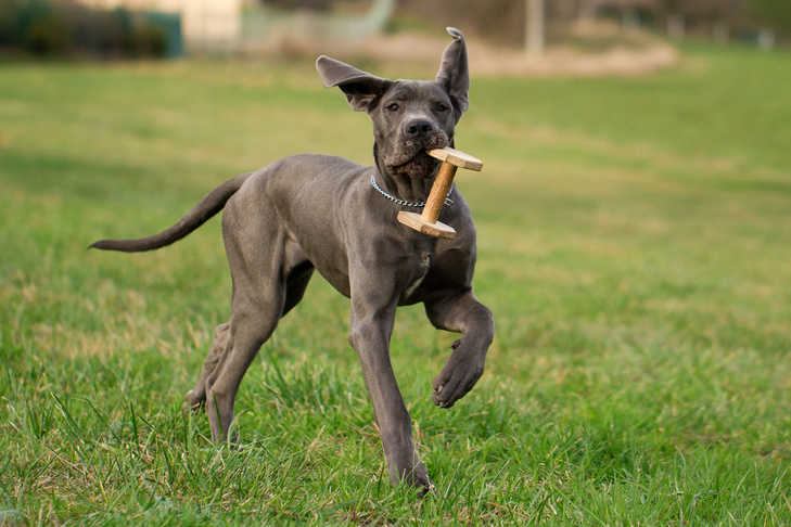 Great Dane exercise needs