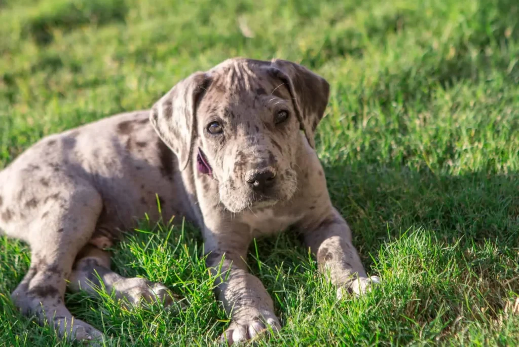Feeding Great Dane puppies