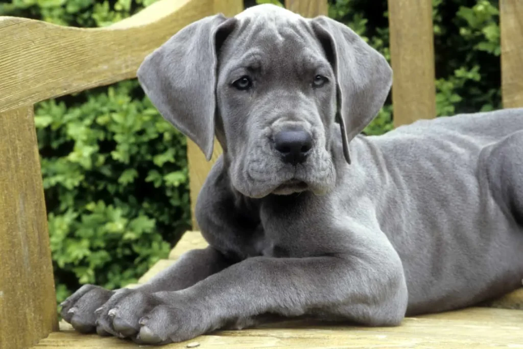 How we raise our Great Dane puppies