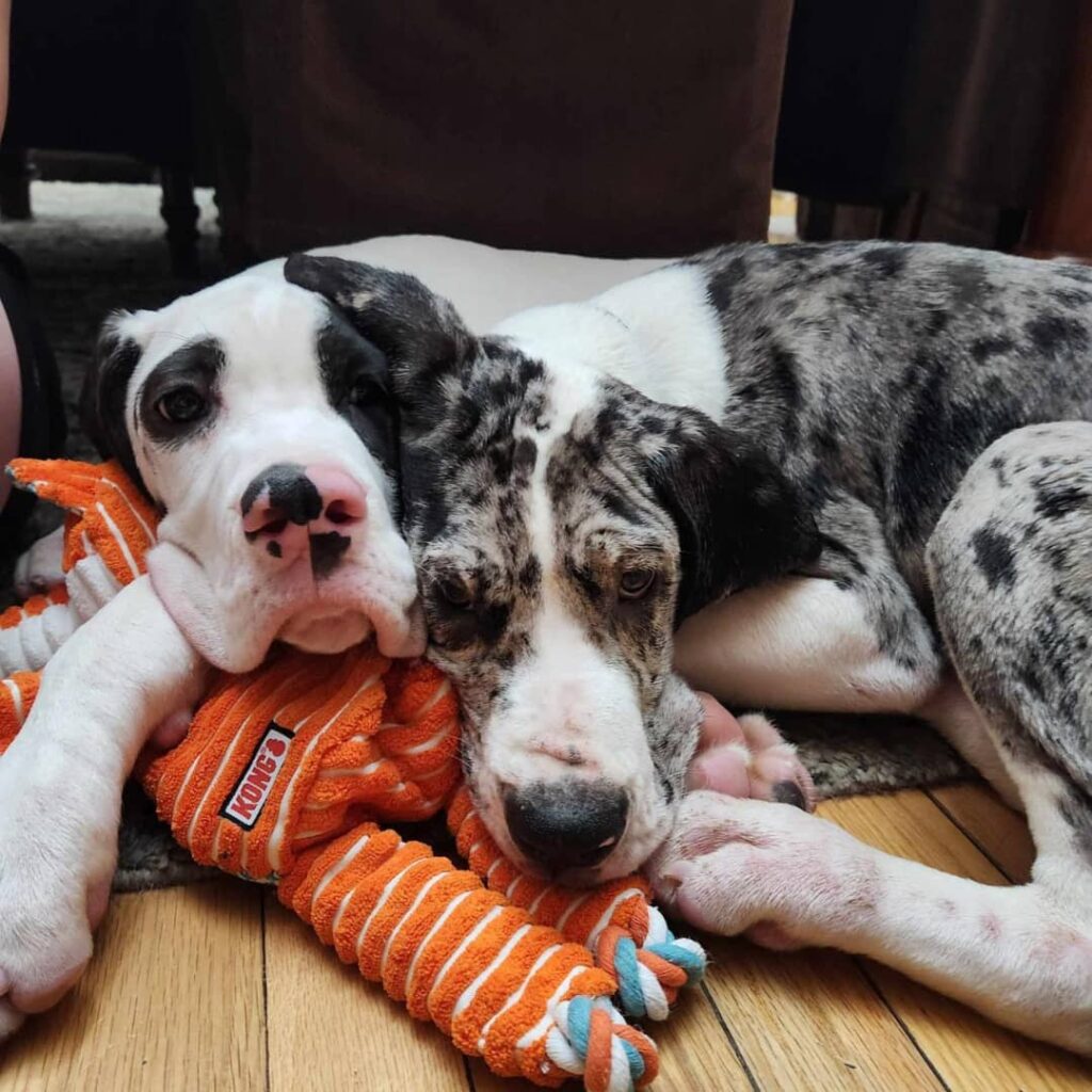 Great Dane Puppies