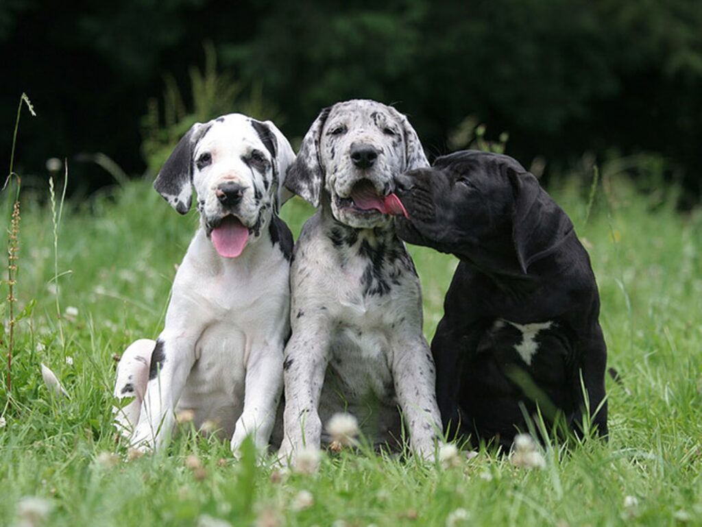 European Great Dane Puppies for Sale