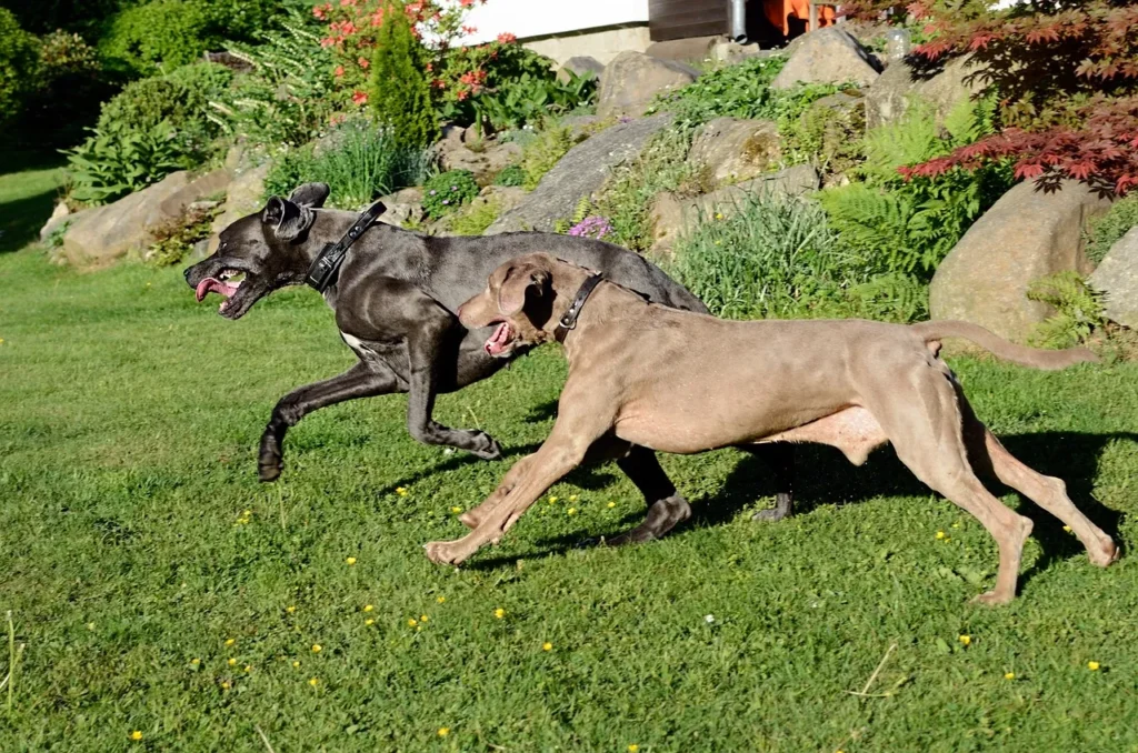 Great Dane exercise needs