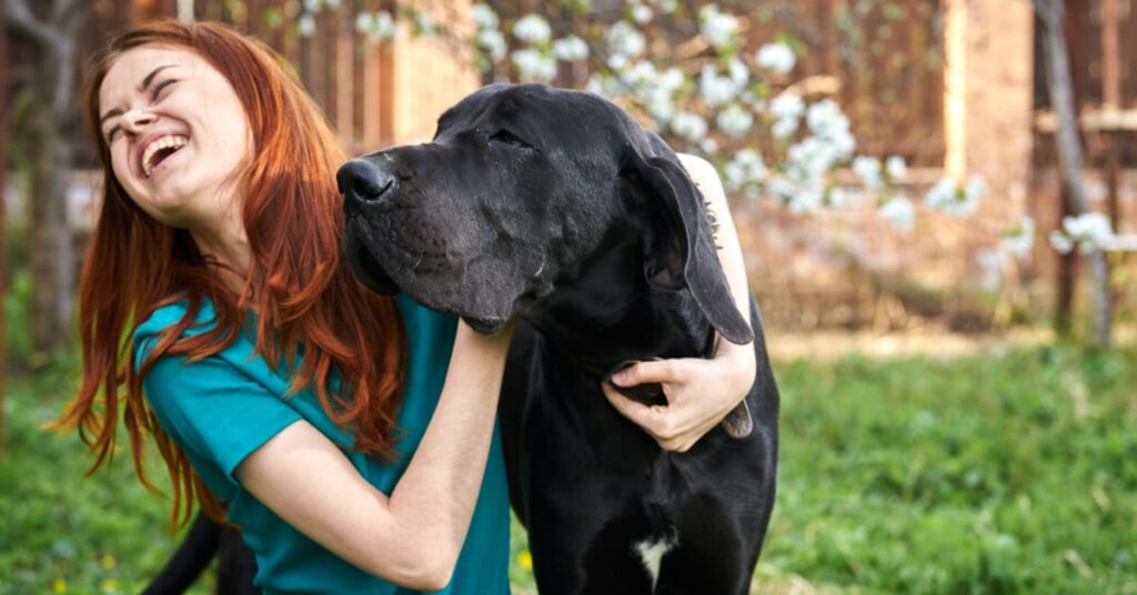 Great Dane exercise needs