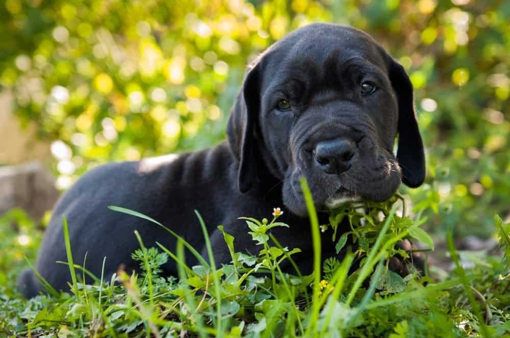 European Great Dane Puppies for Sale