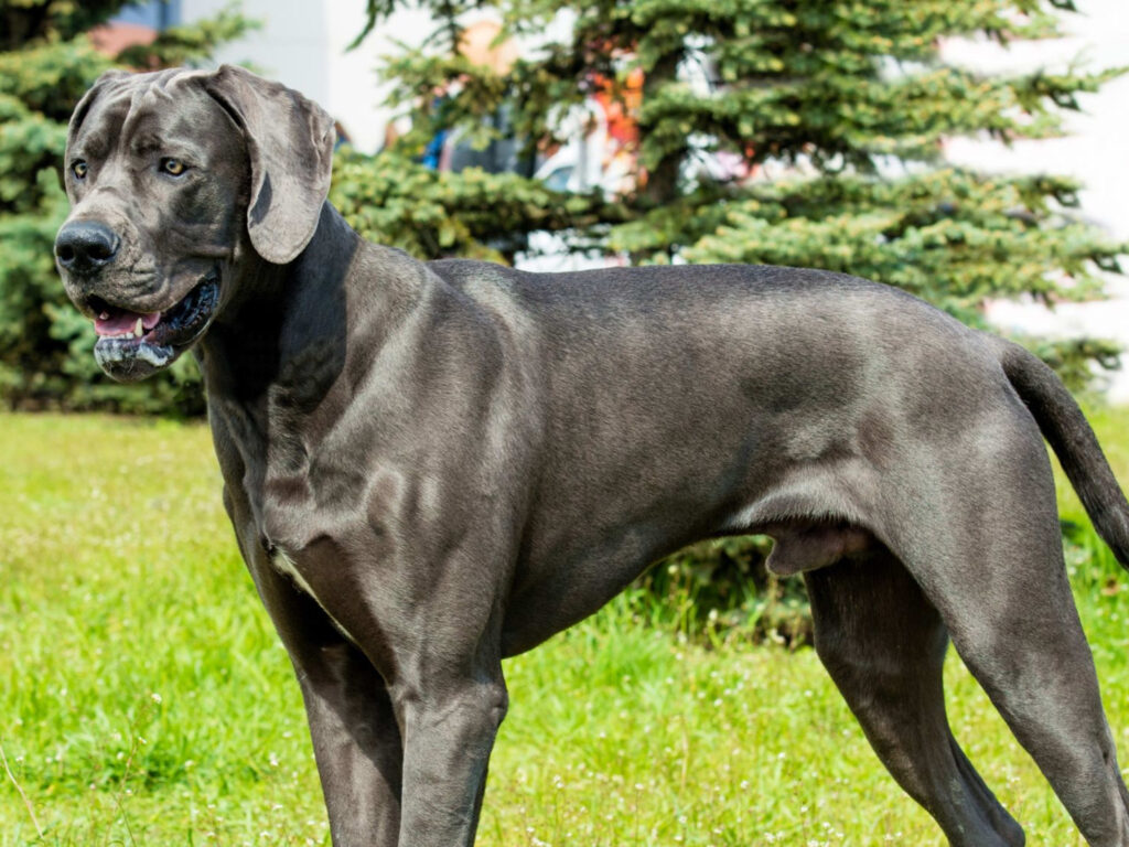 History of Great Danes