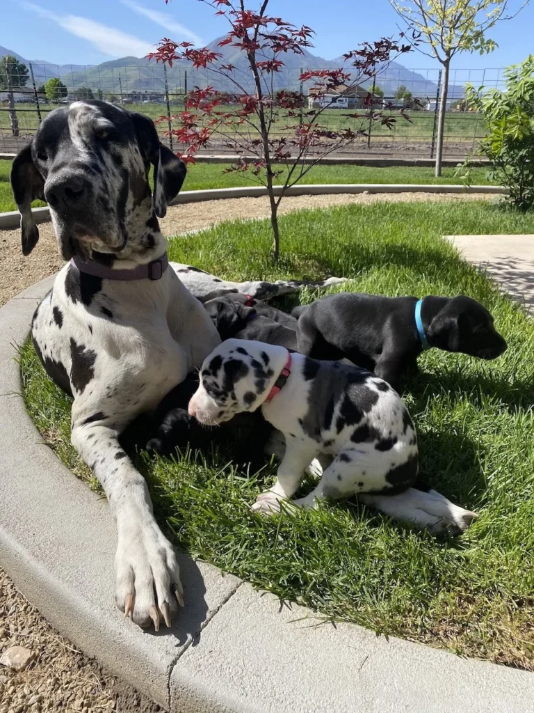 Harlequin Great Dane Puppies for Sale