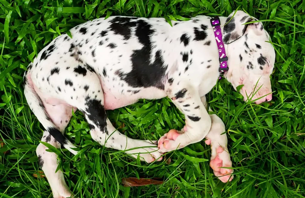 Harlequin Great Dane Puppies for Sale