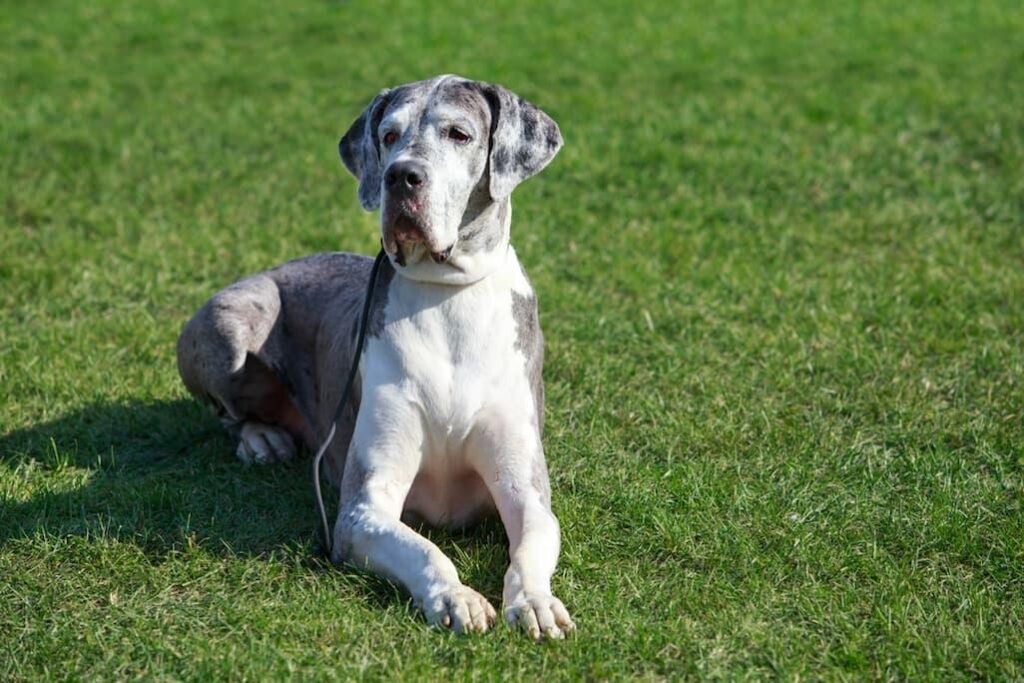 History of Great Danes