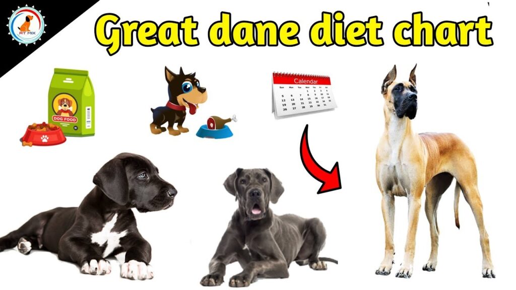 Feeding Great Dane puppies