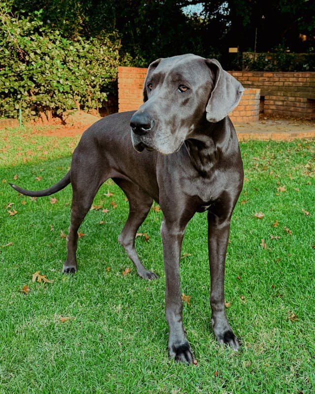 Great Dane lifespan