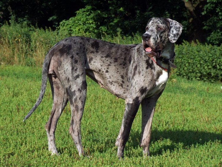 Great Dane lifespan