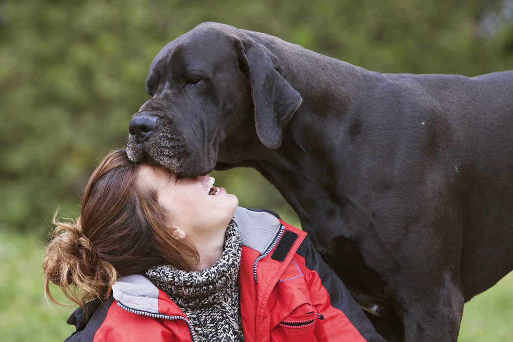 Great Dane exercise needs