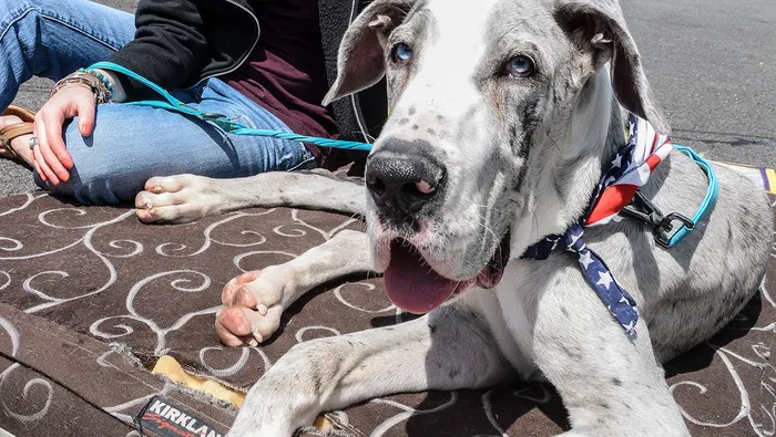 Great Dane Puppies for Adoption