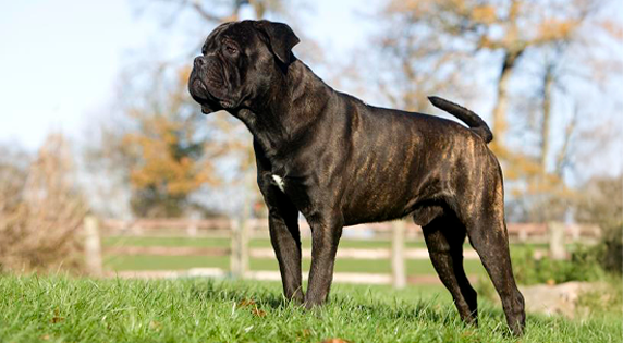Cane Corso Great Dane Mix for sale