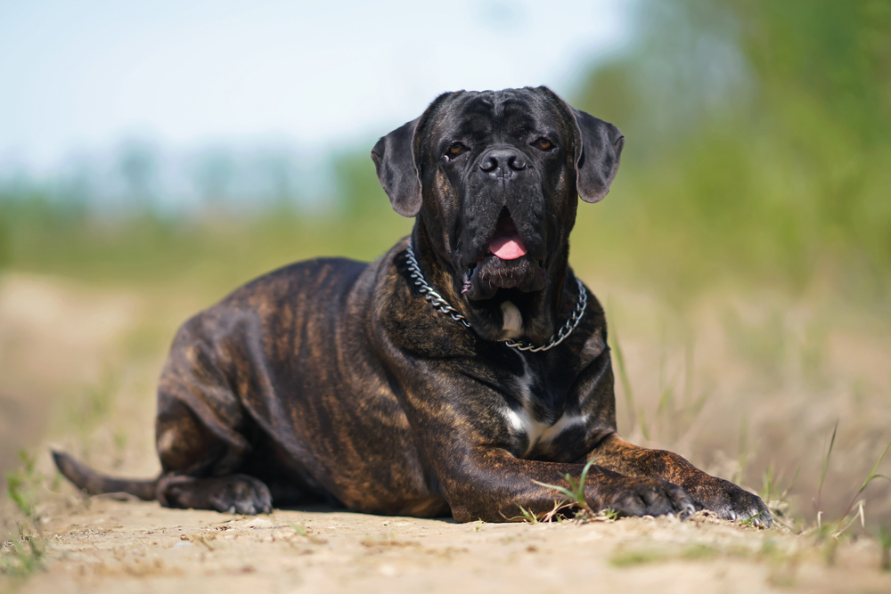 Cane Corso Great Dane for sale