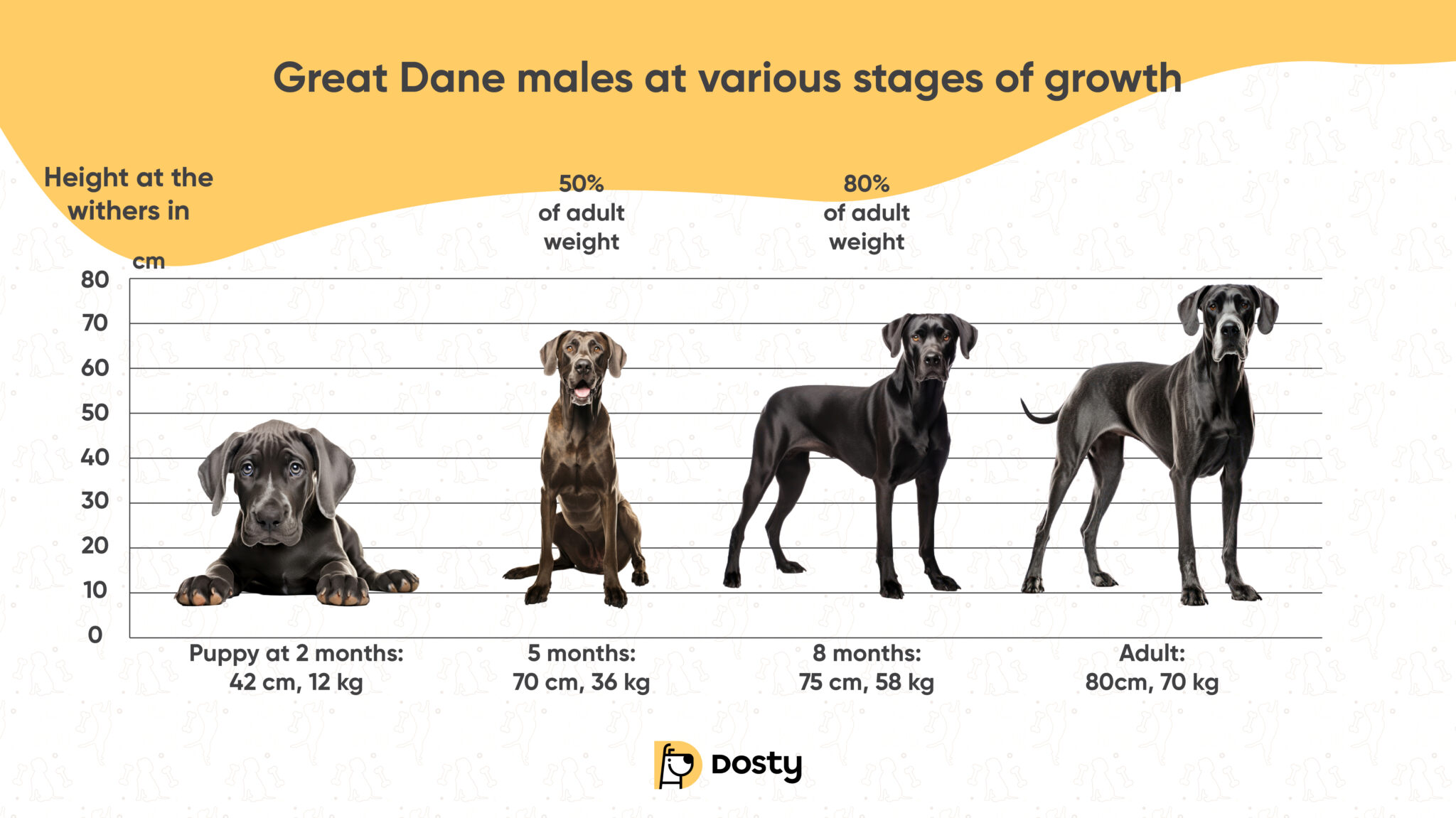 How Much Do Great Danes Weigh | Size, Growth & Care Tips